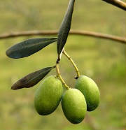 glossary_o/veg-olive.jpg