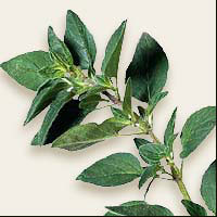 glossary_o/herb-oregano.jpg