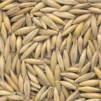 glossary_o/seed-Oat-seeds.jpg