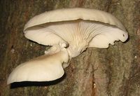 glossary_o/veg-mushroom-oyster.jpg