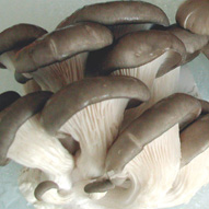 glossary_o/veg-mushroom-oyster2.jpg