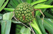 glossary_p/fruit-pandanus.jpg