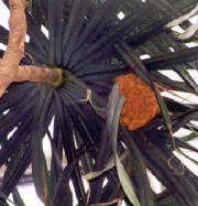 glossary_p/herb-pandanus_fruit.jpg