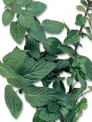 glossary_p/herb-peppermint.jpg