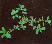 glossary_p/lettuce-purslane.jpg