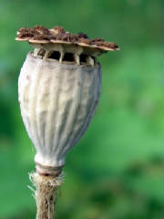 glossary_p/seed-poppy-pod.jpg