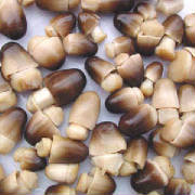 glossary_p/veg-mushroom-paddy-straw.jpg