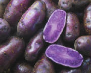 glossary_p/veg-potato-blue.jpg