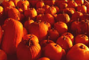 glossary_p/veg-pumpkins-many.jpg