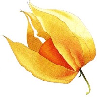 glossary_p/fruit-physalis.jpg