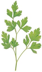 glossary_p/herb-Parsley-italian.jpg