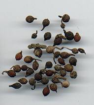 glossary_p/herb-pepper-ashanti.jpg