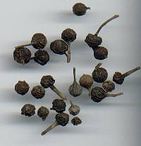 glossary_p/herb-pepper_cubeb.jpg