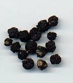 glossary_p/herb-pepper_tasmanian.jpg