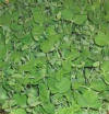 glossary_p/lettuce-peashoots-vine.jpg
