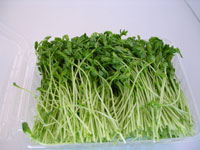 glossary_p/lettuce-peashouts-micro.jpg