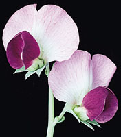 glossary_p/seed-Pea-flower.jpg