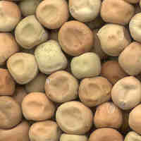 glossary_p/seed-Pea-seeds.jpg