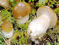 glossary_p/veg-mushroom-porcini.jpg