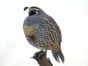 glossary_q/Quail_1.jpg