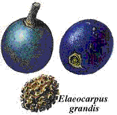 glossary_q/fruit-quandong.GIF