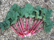 glossary_r/RHUBARB.jpg