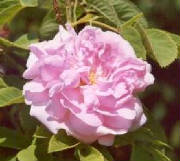 glossary_r/herb-rose.jpg