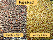 glossary_r/seed-Rapeseed.jpg