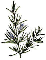 glossary_r/herb-rosemary2.gif