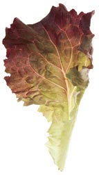 glossary_r/lettuce-RedLeaf.jpg