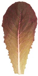 glossary_r/lettuce-RedRomaine.jpg