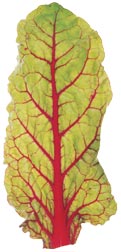 glossary_r/lettuce-RubyChard.jpg