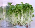 glossary_r/lettuce-radishgreen-living-micro.jpg