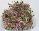 glossary_r/lettuce-radishsprouts-chinarose-micro.jpg