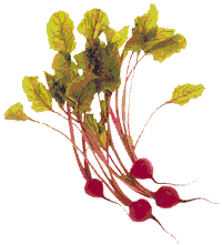 glossary_r/veg-radishes.gif