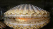 glossary_s/Scallop.jpg