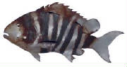 glossary_s/Sheepshead_1.jpg