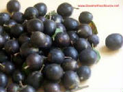 glossary_s/Sloe_1.jpg