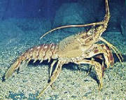 glossary_s/Spiny_Lobster_1.jpg