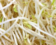 glossary_s/Sprouts_bean.jpg