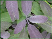 glossary_s/herb-sage.jpg