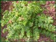 glossary_s/herb-saladburnet.jpg