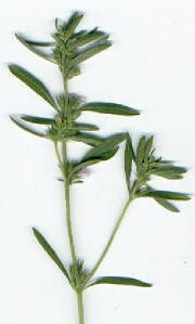 glossary_s/herb-savory.jpg