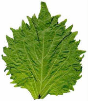 glossary_s/herb-shiso.jpg