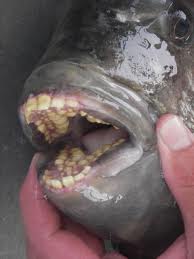 glossary_s/Sheepshead-teeth.jpg