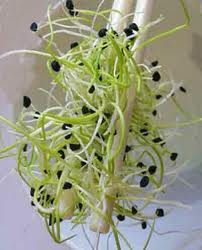 glossary_s/Sprouts_onions.jpg