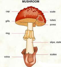 glossary_s/Stipe.jpg