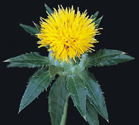 glossary_s/seed-Safflower-flower.jpg