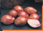 glossary_s/veg-shallot.jpg