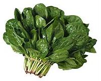 glossary_s/veg-spinach.jpg
